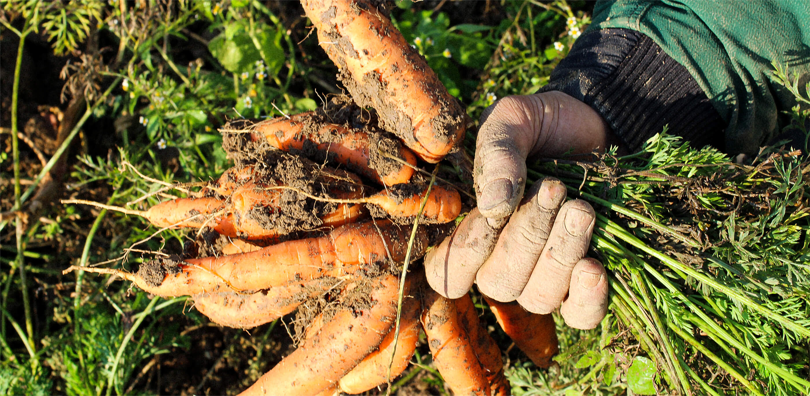 Gärtnerei Schönegge